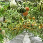 squash-and-gourd-tunnel